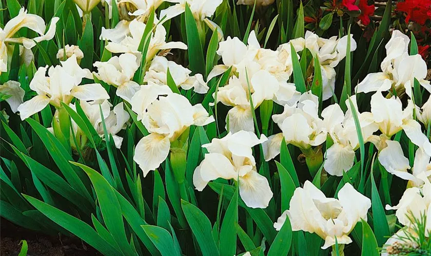 Zwergige Garten-Schwertlilie 'Lily White'