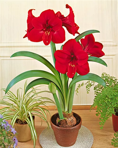 Hippeastrum Kolibri 'Royal Red' Pflanze, Pflege & Tipps  Floragard