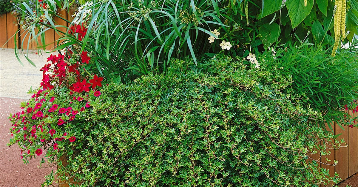 Felsen-Efeu 'Sagittifolia' Pflanze, Pflege & Tipps  Floragard