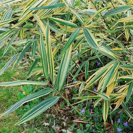 Bambus 'Shiroshima' Bambus 'Shiroshima'