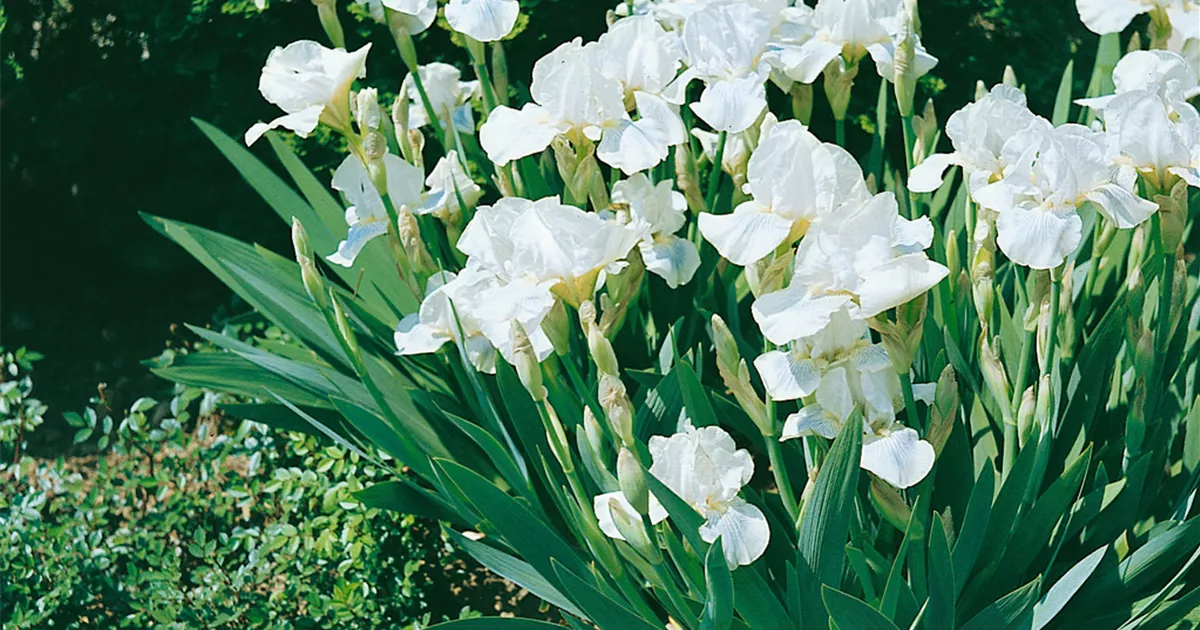 Iris barbatanana 'White Gem' Pflanze, Pflege & Tipps Floragard