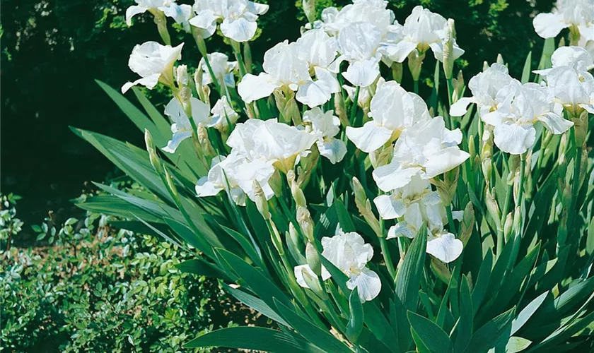 Zwergige Garten-Schwertlilie 'White Gem'