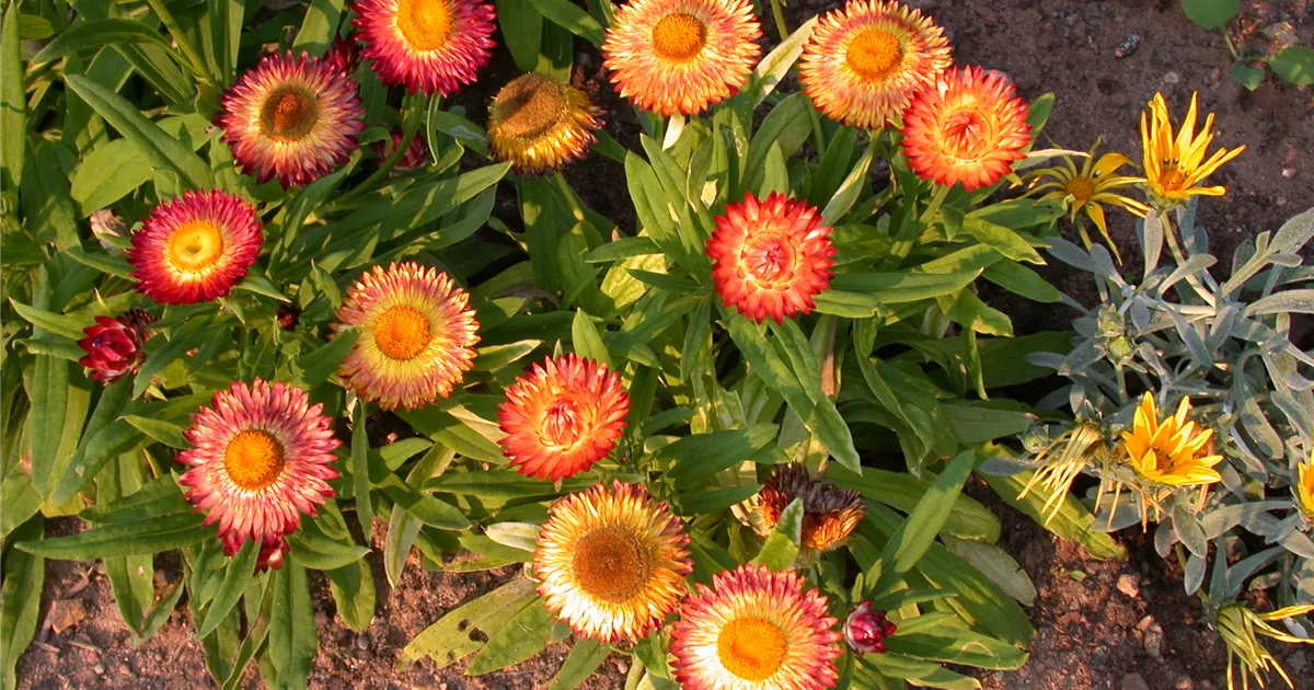 Garten-Strohblume Pflanze, Pflege & Tipps ▷ Floragard