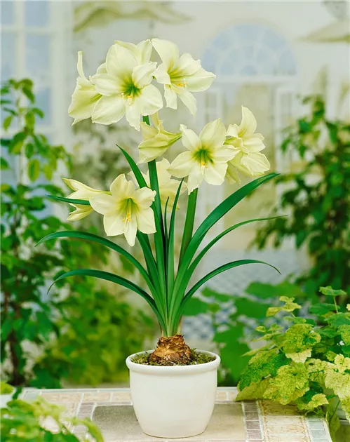 Hippeastrum 'Magic Green' Pflanze, Pflege & Tipps  Floragard
