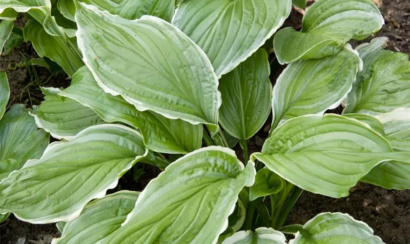 Hosta 'Sugar and Cream'