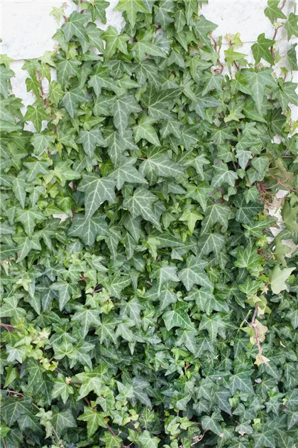 kaktus affenschwanz Kaufen Sie Hildewintera Colademononis - Affenschwanzkaktus main image 0