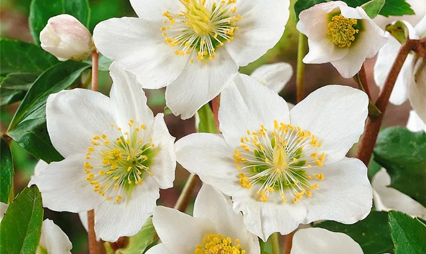 Helleborus niger 'Angel Star'