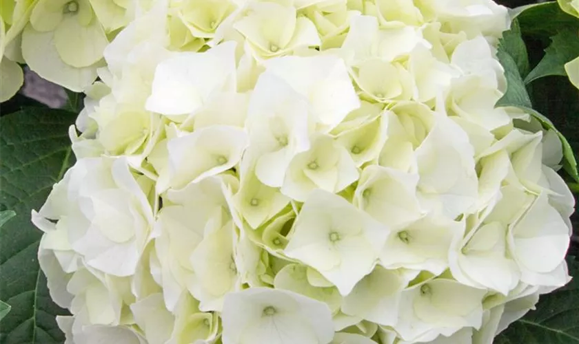 Hydrangea macrophylla 'Vanilla Sky'