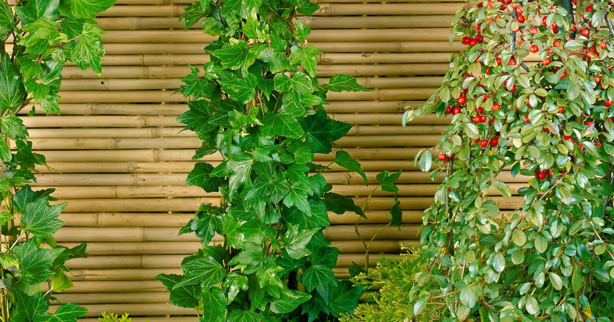 Hedera helix 'Wonder' Pflanze, Pflege & Tipps  Floragard