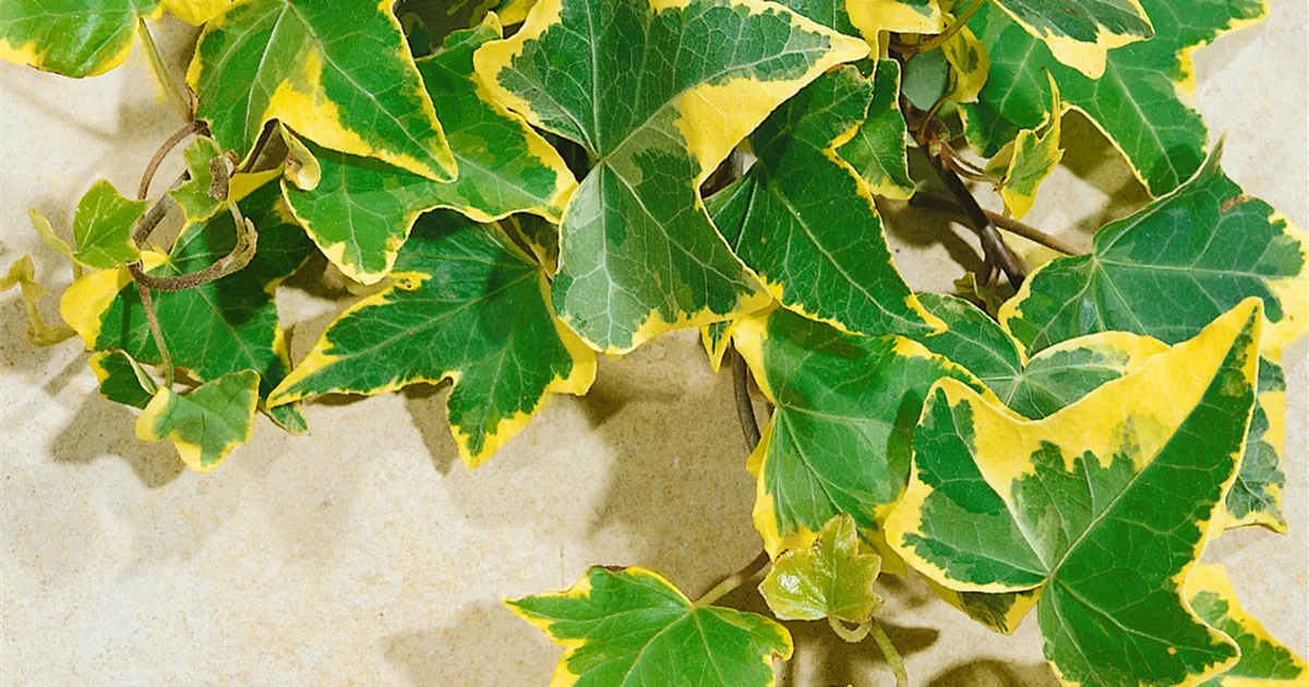 Hedera helix 'Yellow Ripple' Pflanze, Pflege & Tipps Floragard