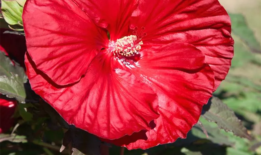 Hibiscus moscheutos