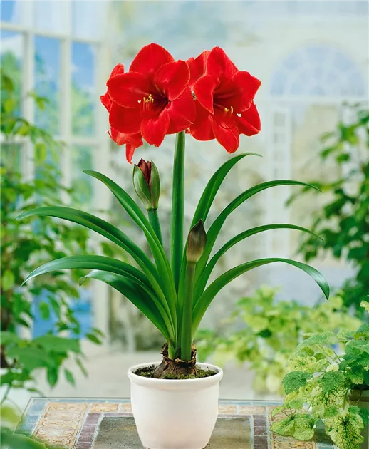 Hippeastrum 'Olaf' Pflanze, Pflege & Tipps  Floragard
