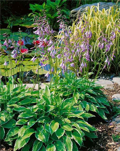 Hosta undulata 'Albomarginata' Pflanze, Pflege & Tipps  Floragard