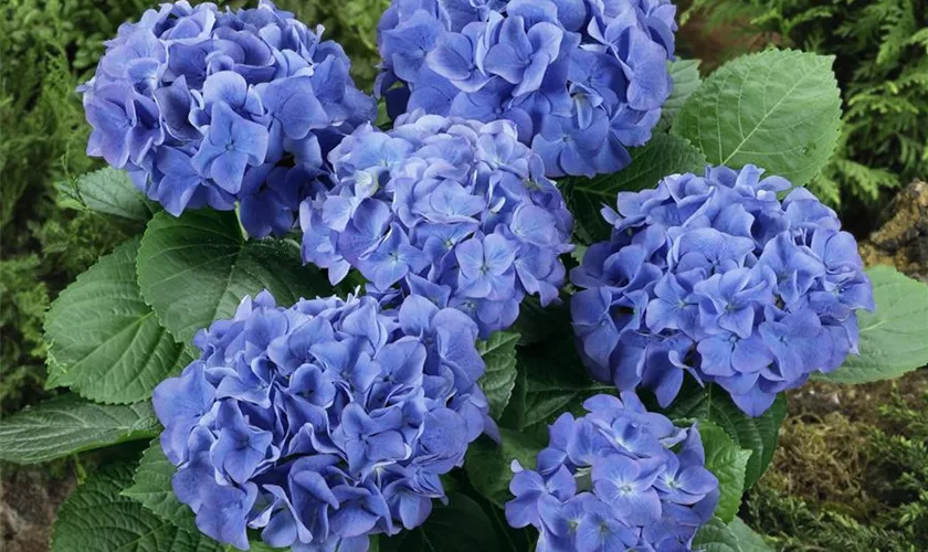 Hydrangea macrophylla 'Adria'