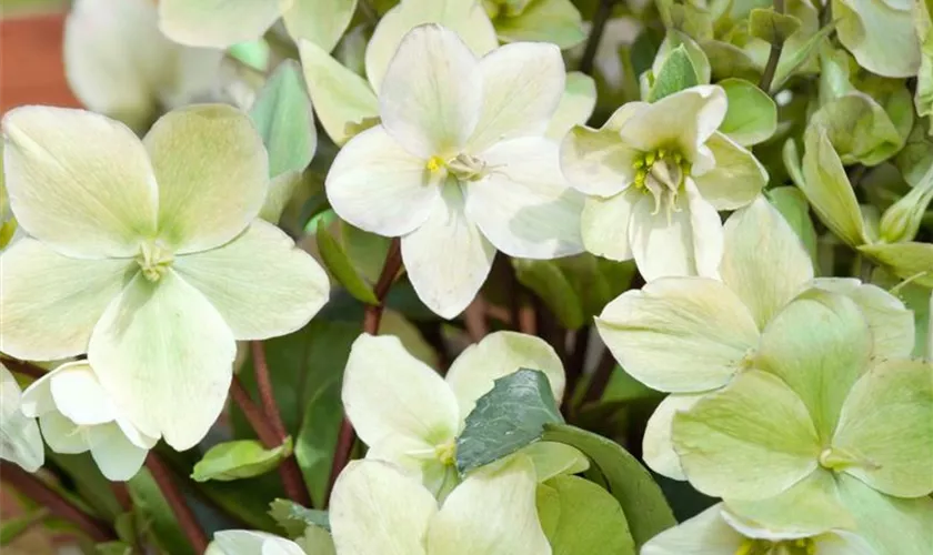 Helleborus x nigercors 'Moonshine'