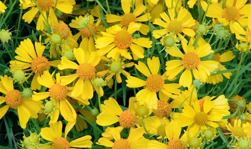 Helenium autumnale 'Helena Gold'