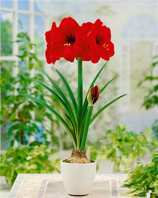 zickzack kaktus Epiphyllum anguliger – Zickzack-Kaktus mit skulpturalen Blättern und d –  Secret Garden Plant Shop