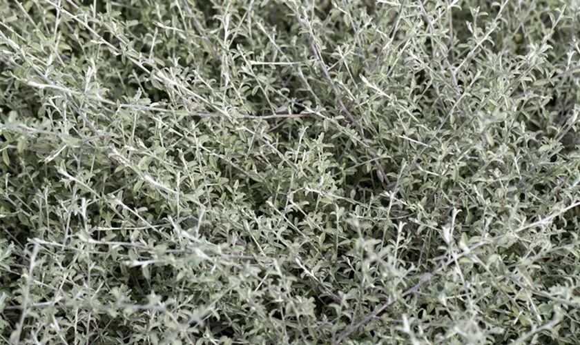 Strohblume 'Silverstar'