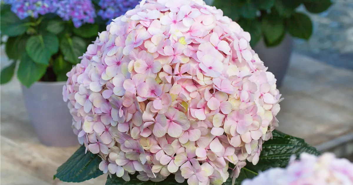 Hortensie 'Avantgarde' Pflanze, Pflege & Tipps Floragard