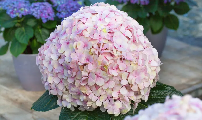 Hydrangea macrophylla 'Avantgarde'