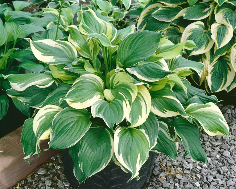 philodendron birkin white measure Philodendron 'Birkin' ('White Measure', 'White wave') Medium main image 1