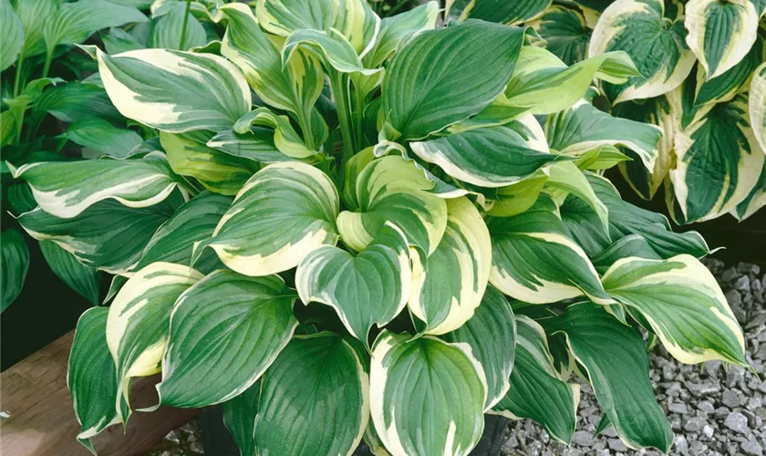 Hosta x fortunei 'Aureomarginata'