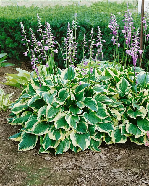 Gelbweirandige Garten-Glocken-Funkie 'Aureo-marginata' Pflanze, Pflege &  Tipps  Floragard
