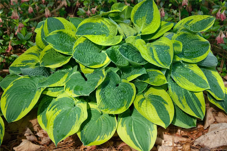 monstera squamiferum Philodendron squamiferum main image 0