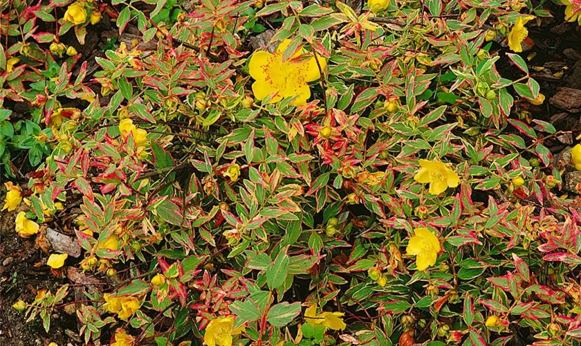 Hypericum moserianum 'Tricolor'