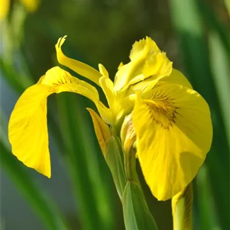 Gelbe Sumpf-Schwertlilie