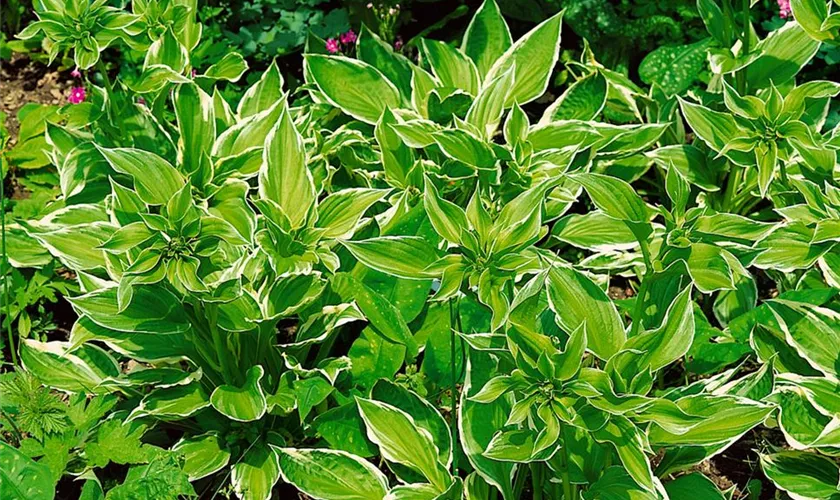 Hosta x fortunei 'Albomarginata'
