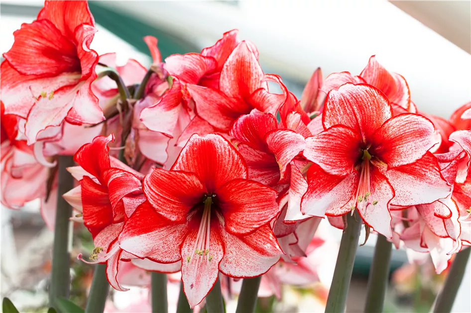 Amaryllis  pflanzen und pflegen im Haus  Floragard