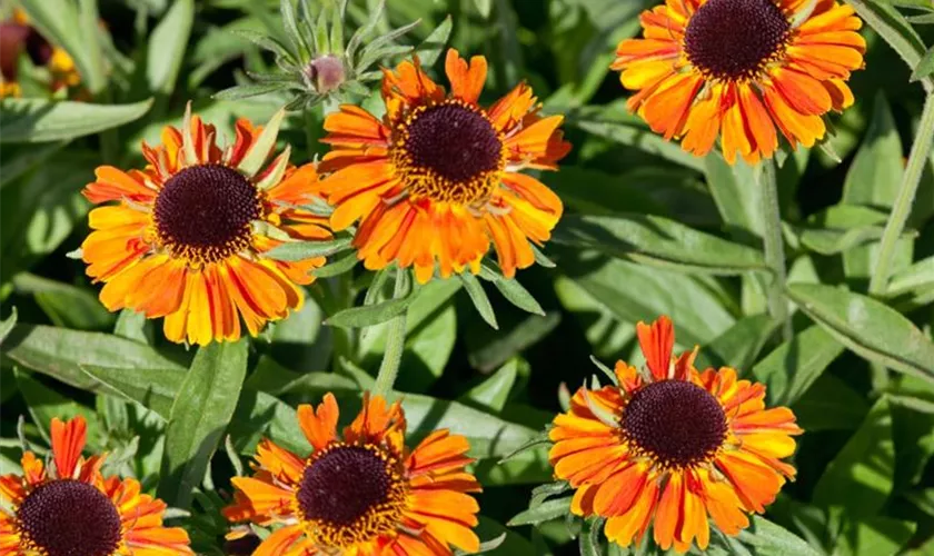 Helenium 'Flammenrad'
