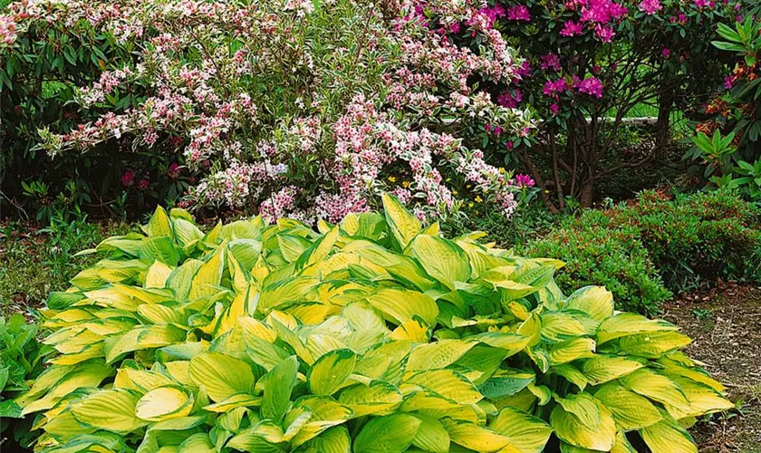 Hosta x fortunei 'Gold Standard'