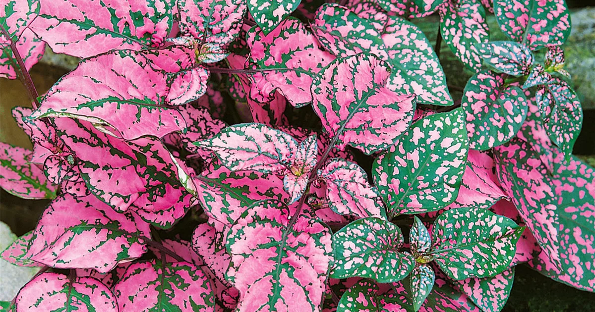 Hypoestes phyllostachya 'Confetti Pink' Pflanze, Pflege & Tipps  Floragard