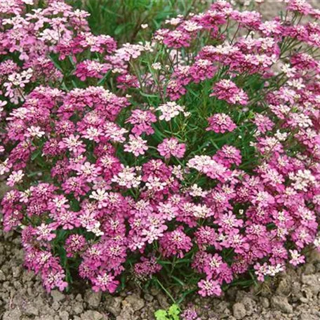 Gibralta Schleifenblume