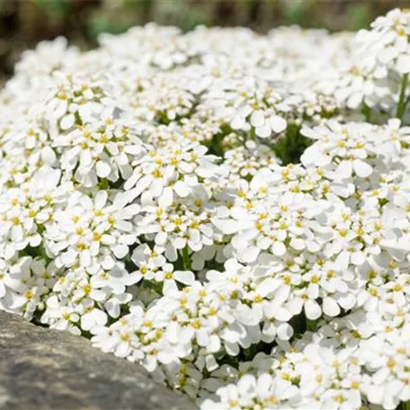 Felsen-Schleifenblume