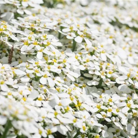 Iberis saxatilis 'Frühlingsgruß'
