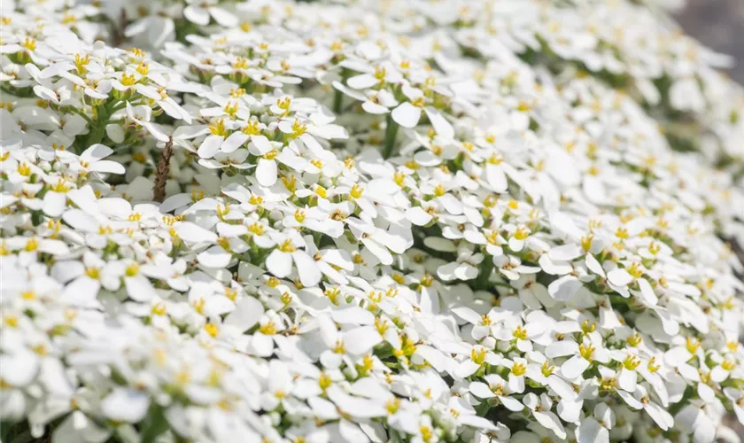 Zwergige Garten-Schleifenblume 'Frühlingsgruß'
