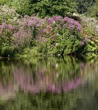 Natürliche Algenbekämpfung im Teich