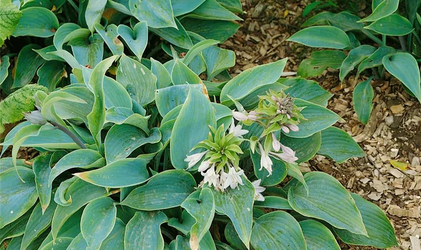Hosta x tardiana