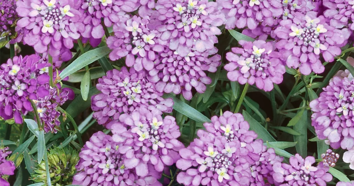 Immergrüne Schleifenblume 'Absolutely Amethyst' Pflanze, Pflege & Tipps