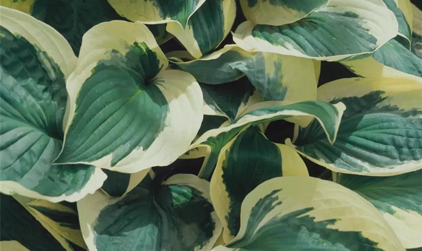 Hosta x tardiana 'Blue Ivory'