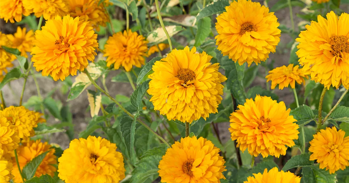 GartenSonnenauge 'Goldgefieder' Pflanze, Pflege & Tipps Floragard