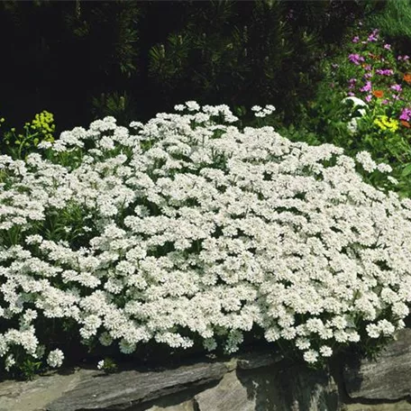 Immergrüne Schleifenblume 'Findel'