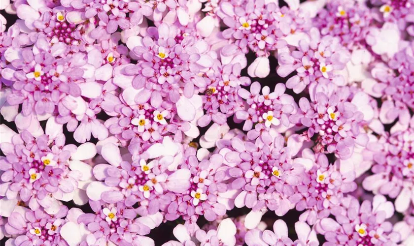 Iberis sempervirens 'Pink Ice®'