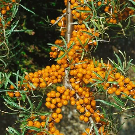 Hippophae rhamnoides 'Orange Energy'®