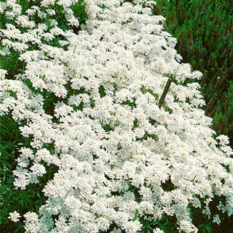 Immergrüne Schleifenblume 'Purity'