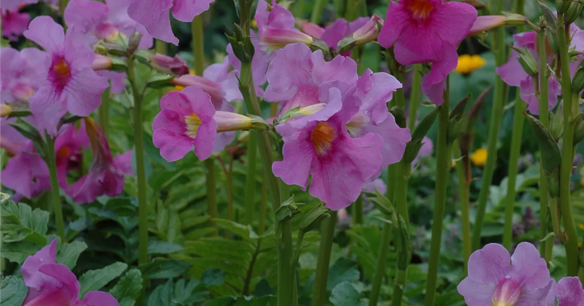 Freilandgloxinie  Trompetenblten im Garten  Floragard