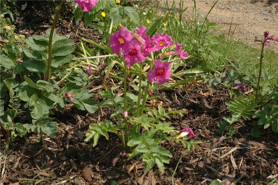 Freilandgloxinie  Trompetenblten im Garten  Floragard